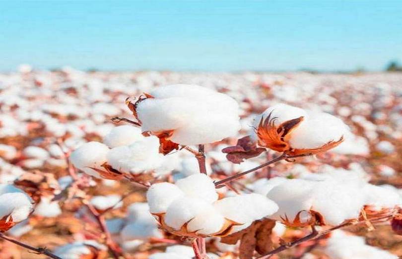 Supply chain disruptions continue to affect world cotton market: NCC